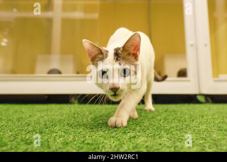 Dhaka, Bangladesh. 03rd Mar 2022. Furryghor, la prima casa di imbarco per animali da compagnia in Bangladesh, dove una persona può tenere i loro gatti e cani temporaneamente con sicurezza e mantenimento dell'igiene, ha iniziato il suo viaggio a Mirpur Zoo Road a Dhaka, Bangladesh, 3 marzo 2022. I proprietari fondatori di Furryghor hanno detto che hanno sentito l'urgenza di istituire una casa d'imbarco per animali da compagnia, in quanto non c'era un tale luogo in Bangladesh dove un proprietario di animali poteva tenere i loro animali per la cura del giorno o per il pernottamento. (Foto di Suvra Kanti Das/Sipa USA) Credit: Sipa USA/Alamy Live News Foto Stock