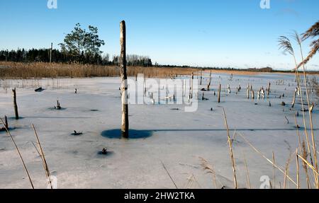 Alberi morti nella Big Ķemeri Bog, una delle paludi più alte della Lettonia Foto Stock
