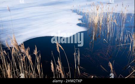 Ghiaccio e canne nel Big Ķemeri Bog, una delle paludi più alte della Lettonia Foto Stock