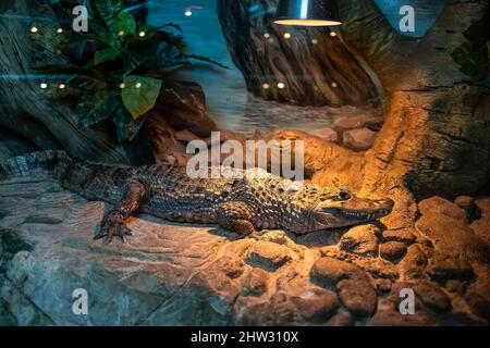 il coccodrillo si crogiola sotto le lampade nel suo terrario Foto Stock