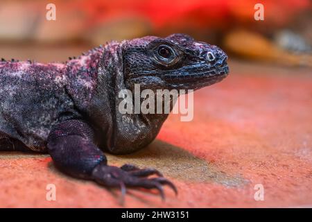 una grande lucertola nera si trova nel suo terrario sotto i raggi di una lampada Foto Stock