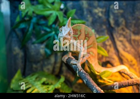 un verde lucertola di camaleonte si aggetta nel suo terrario su un albero e si siede immobile Foto Stock