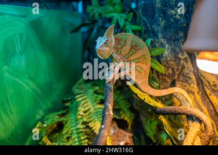 un verde lucertola di camaleonte si aggetta nel suo terrario su un albero e si siede immobile Foto Stock