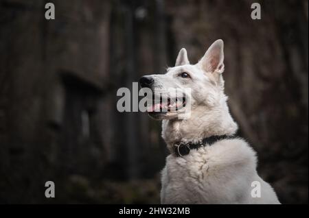 La regina bianca Freya in posa. Bello e calmo morbido ritratto svizzero del cane pastore. Il cane è veramente il migliore amico dell'uomo. Foto Stock
