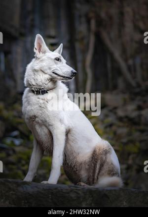 La regina bianca Freya in posa. Bello e calmo morbido ritratto svizzero del cane pastore. Il cane è veramente il migliore amico dell'uomo. Foto Stock