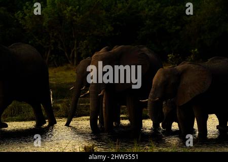 Gli elefanti africani rimangono insieme in mandrie di allevamento solo i maschi vanno da soli Foto Stock