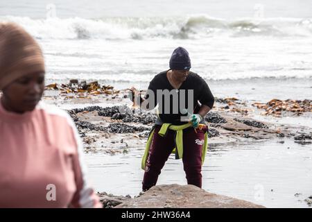 Costa occidentale, Sudafrica. 3rd Mar 2022. Una persona libera aragoste di roccia su una spiaggia nella zona di West Coast, nella provincia occidentale del Capo, Sudafrica, il 3 marzo 2022. Il dipartimento ambientale del Sud Africa il mercoledì ha detto che ha attivato un piano di emergenza e ha emesso un allarme rosso dopo che una stima di 500 tonnellate di aragoste di roccia era stata avvistata sulla riva a partire da martedì a causa di una fioritura di alghe tossiche, o marea rossa. Credit: LYU Tianran/Xinhua/Alamy Live News Foto Stock
