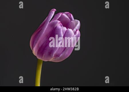 Un lato incantevole con vista ravvicinata di un singolo tulipano viola su sfondo nero Foto Stock