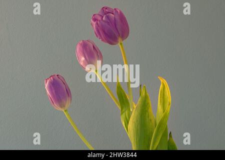 Tre belle tulipani in allineamento Foto Stock