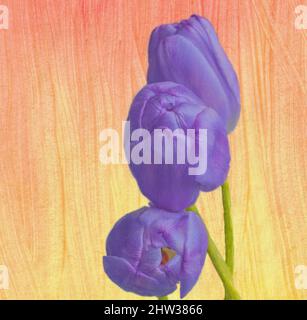 Tre tulipani veri colorati si avvicinano su sfondo rosso-arancione Foto Stock