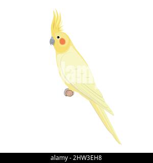 Uccello cockatiel seduto su un ramo. Illustrazione vettoriale di pappagallo cockatiel seduto su un ramo isolato su sfondo bianco. Vista laterale, profilo. Illustrazione Vettoriale