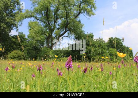 un colorato paesaggio di praterie umide con orchidee selvatiche viola e battiti gialli e farfalle e alberi verdi e un cielo blu nella parte posteriore in primavera Foto Stock