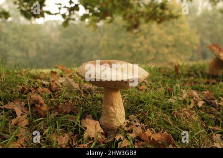 un bel fungo grande cep cresce sotto un ramo con foglie verdi in una foresta verde nel primo piano d'autunno Foto Stock