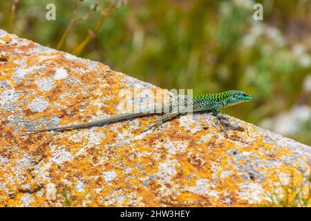 La lucertola verde brillante si crogiola su una pietra in una giornata di sole Foto Stock