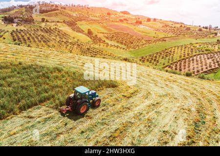 Vista aerea, il trattore rasa l'erba per l'agricoltura, l'alimentazione del bestiame nei campi, prati, colline. Foto Stock