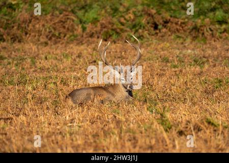 Red Deer Stag, Bradgate Park, Leicestershire Foto Stock