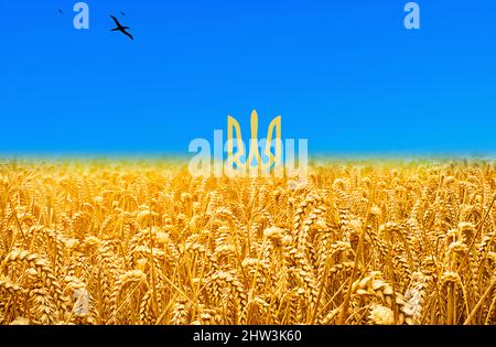 Bandiera Ucraina creata con grano e cielo blu Foto Stock