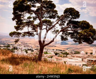 Interessante albero solistico in un paesaggio più ampio, ma intimo Foto Stock