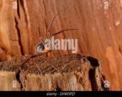 Falsa vedova nera / Spider Cupboard (Steatoda grossa) femmina con gambe anteriori sollevate in posizione difensiva su legno immagazzinato in un capannone da giardino, Wiltshire UK Foto Stock