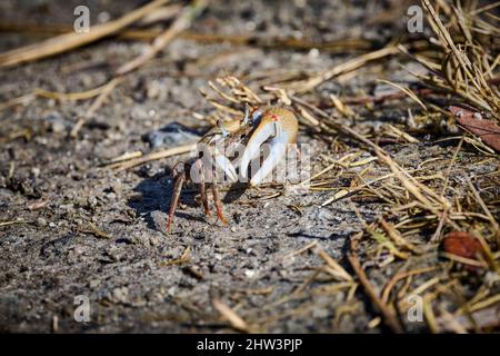 Granchio Mud Fiddler allo Skidaway Island state Park, Georgia Foto Stock