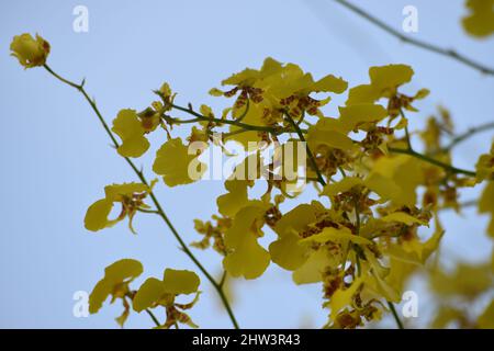 Orchidee gialle a Bangkok, Thailandia Foto Stock