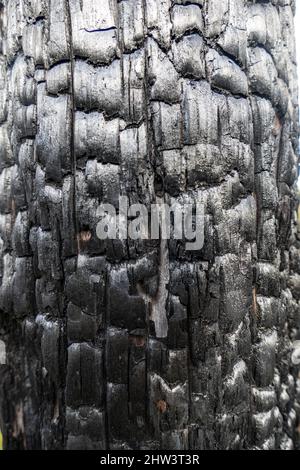 Un colpo verticale della tessitura di legno di carrosso bruciato nerro Foto Stock