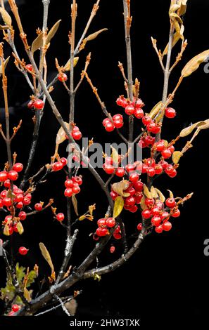 Bacche di soia, piante selvatiche, autunno, Artico, Brooks Range Mountains, Alaska Foto Stock