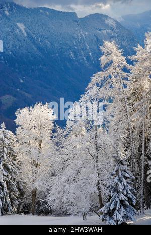 Neve e gelo alberi coperti dopo la tempesta di neve a Les Ecumvets, Villars nelle Alpi svizzere Foto Stock