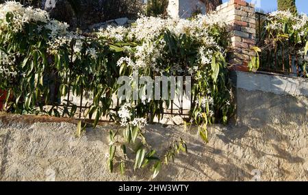 Bianco clematis armandii in fiore, sfondo scuro in Grasse Foto Stock