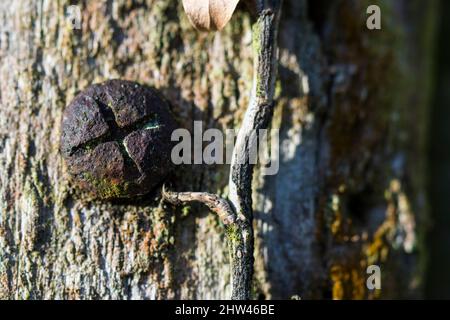 Vite arrugginita nel palo di recinzione Foto Stock