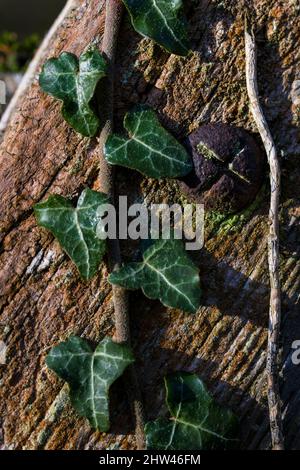 Vite arrugginita in palo di recinzione e edera (Hedera Helix) Foto Stock