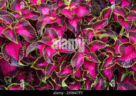 Solenostemon - Coleus a fine estate, Quebec, Canada Foto Stock