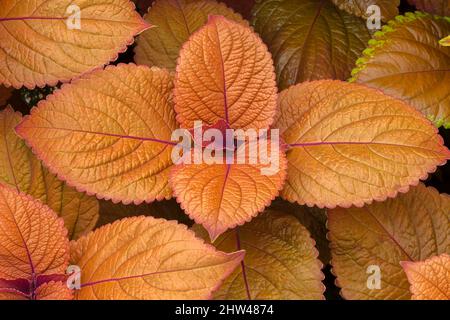 Solenostemon - Coleus parte a fine estate. Foto Stock