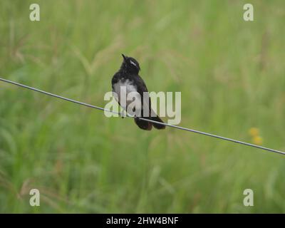 Uccelli, Un piccolo uccello carino, leggermente bagnato e bedraggled, un Wagtail di Willie, appollaiato su un filo di recinzione, sfondo di erba verde sfocata, dopo la pioggia estiva Foto Stock