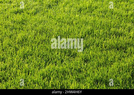 Poa pratensis - Kentucky Bluegrass prato in cortile a fine estate. Foto Stock