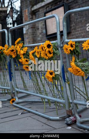 Londra, Inghilterra. 3rd marzo 2022. I girasoli, il fiore nazionale dell'Ucraina, sono stati legati alle recinzioni di fronte all'Ambasciata russa per simboleggiare la solidarietà con l'Ucraina e la condanna dell'invasione russa del paese Credit: Kiki Streitberger/Alamy Live News Foto Stock