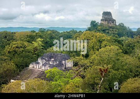 Il Tempio IV sorge sopra la giungla nel Parco Nazionale Tikal, Petén, Guatemala Foto Stock