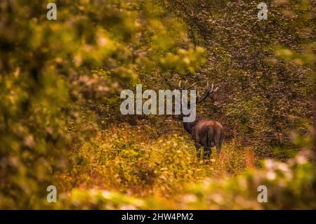 Cervo selvatico, (Cervus elaphus) una maestosa spaghera nella foresta magica in autunno. Foto Stock