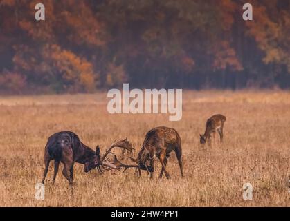 Cervi selvatici (dama dama) che combattono in autunno mattina magica, nelle foreste della Romania Foto Stock