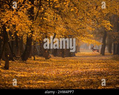 Cervo selvatico (Dama Dama) in autunno mattina magica, alberi con foglie in caduta nelle foreste della Romania Foto Stock