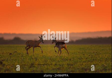 Cervo selvatico (Dama Dama) che suona in autunno mattina magica , all'alba Foto Stock