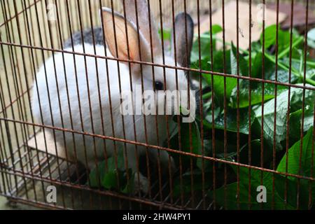 Due piccoli coniglio carino in una gabbia che mangia alcune piante o foglie. Coniglietto grigio e bianco sfocato. Foto Stock