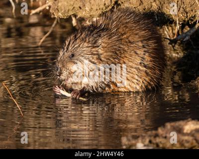 Primo piano di un Muskrat selvatico in procinto di prendere un morso dalla corteccia masticabile che sta tenendo. Foto Stock