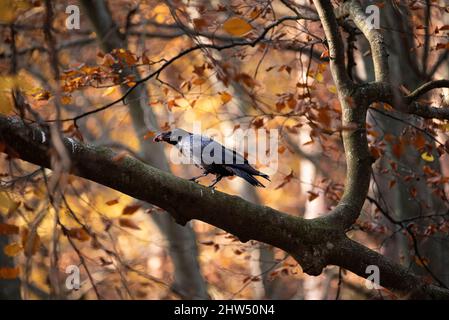 Fuoco poco profondo di un corvo comune appollaiato su un ramo di albero con una bacca in bocca Foto Stock