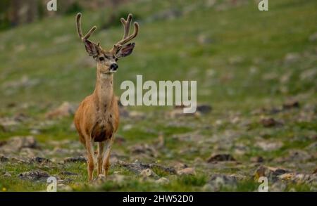 Maschio Mule Deer è in piedi al campo lungo Trail Ridge Road Foto Stock