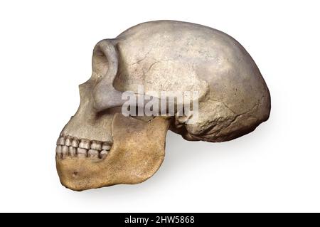 Heidelberg Man (Homo heidelbergensis), Early Pleistocene Foto Stock