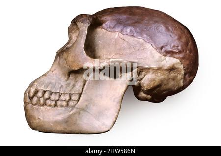 Giava uomo (Homo erectus) cranio, Pithecantropo Foto Stock