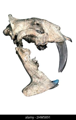 Vero cranio Sabre-Tooth Cat (Eusmilus), South Dakota, Oligocene medio Foto Stock