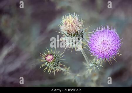 New Mexico Thistle dal New Mexico settentrionale. Fotografato a fine estate sulla Rio Grande River Valley. Foto Stock