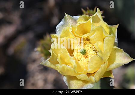 Fiori riempiti di polline giallo da un Cactus Prickly Pear fotografato sulla valle del Rio Grande in New Mexico. Foto Stock